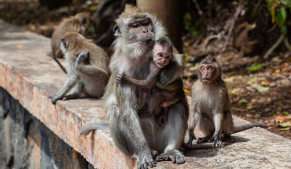 Read more about the article Macacos impedem que menina de seis anos seja violada numa casa abandonada