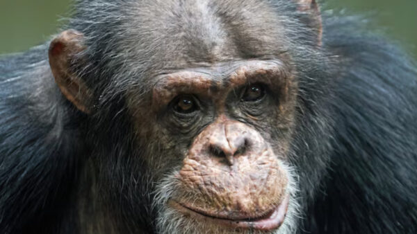 Read more about the article Chimpanzé arranca bebé de 8 meses dos braços da mãe e mata-a